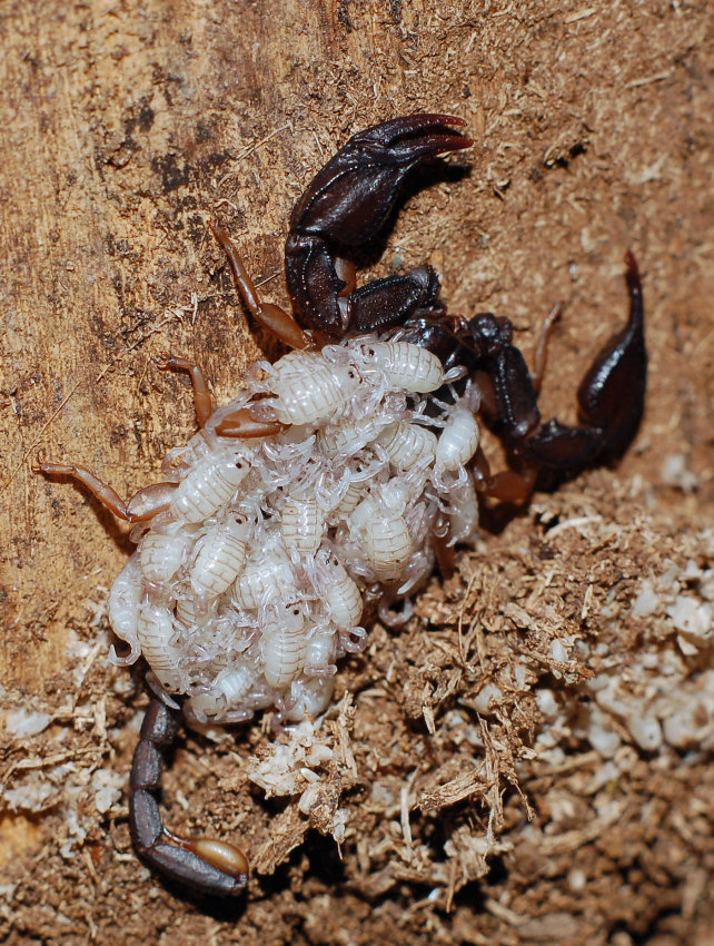 Mamma scorpione: Euscorpius flavicaudis